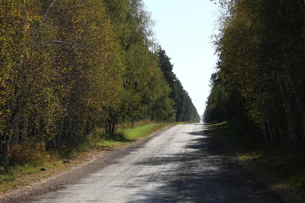 Ağaçlar arasındaki dar yol