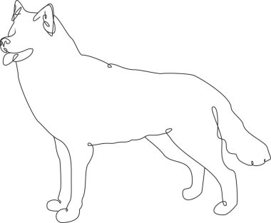 Sibirya Husky Köpek Cinsi