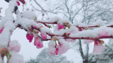 Kış Whitehaven Cumbria İngiltere'de kırsal ele geçirmeye sahne güzel bir değişiklik ilçe görür. Rahat bir kulübede gerçekten büyülü bir kış mola verme ve bazı gerçekten muhteşem ve nefes kesen kar Gösterim için yaşıyor.