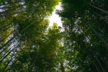 Kyoto Japonya 'daki Bambu Korusu' ndan Güneş Parlıyor