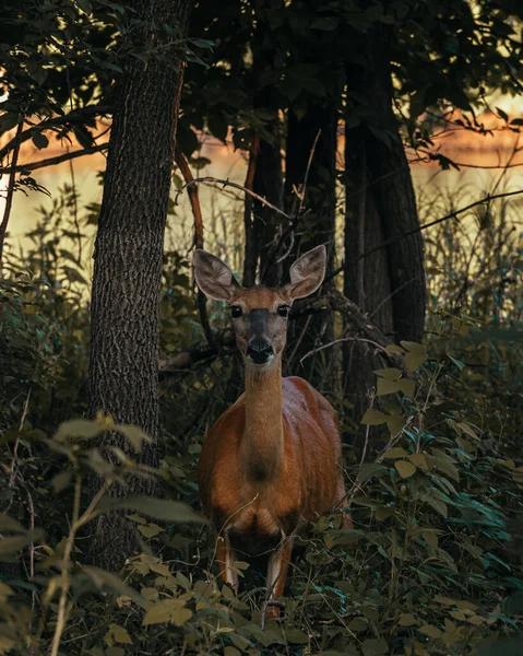Szarvasok Figyelnek Erdőből — Stock Fotó