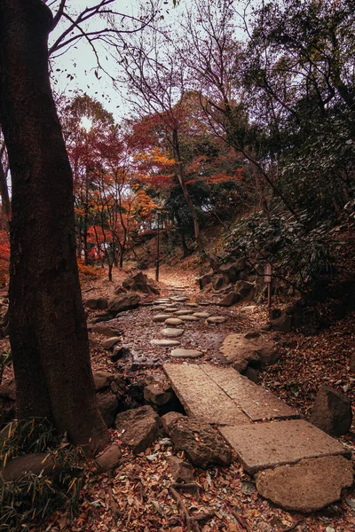 Camino Través Del Parque Momiji Tokio Japón — Foto de Stock