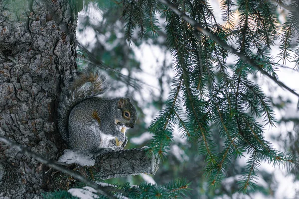 松鼠在寒冷的冬日早上享用小食 — 图库照片