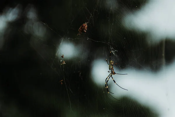 Altın Küre Weaver Joro Spider Güney Kore 'de