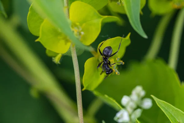 Üzerinde Polen Olan Yeşil Çiçekli Bir Karınca — Stok fotoğraf