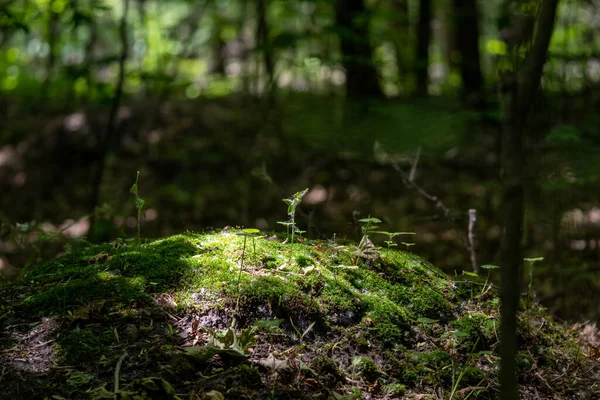 Mousse Sur Une Petite Colline Avec Lumière Soleil Dans Les — Photo