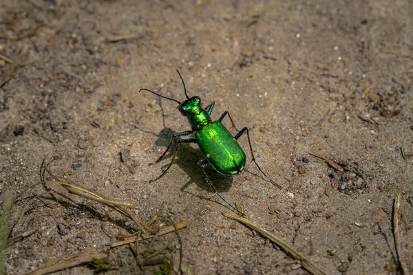 Sei Scarabeo Tigre Maculato Sentiero Sterrato — Foto Stock