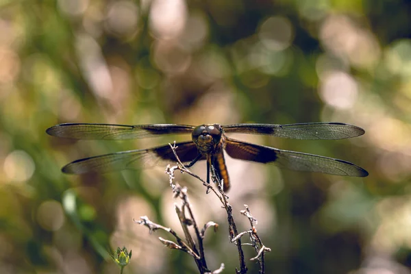 Vista Frontale Una Libellula Appollaiata Ramoscelli — Foto Stock