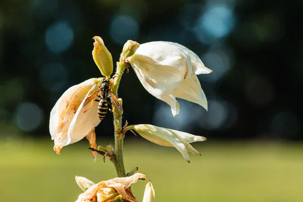 Paper Wasp on a Wilting Flower
