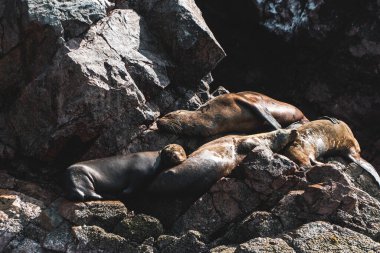 Islas Ballestas, Peru 'da kayalıklarda deniz aslanı.