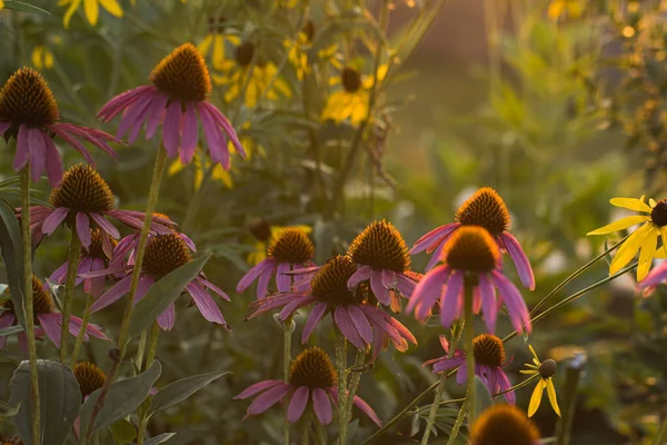 Sunset Mor Koni Çiçekleri — Stok fotoğraf