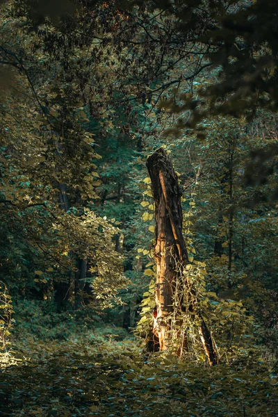 Soleil Sur Côté Arbre Mort Milieu Forêt — Photo