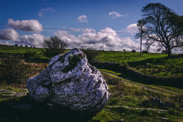 Boulder Irish Field Horse Background — Stock Photo, Image