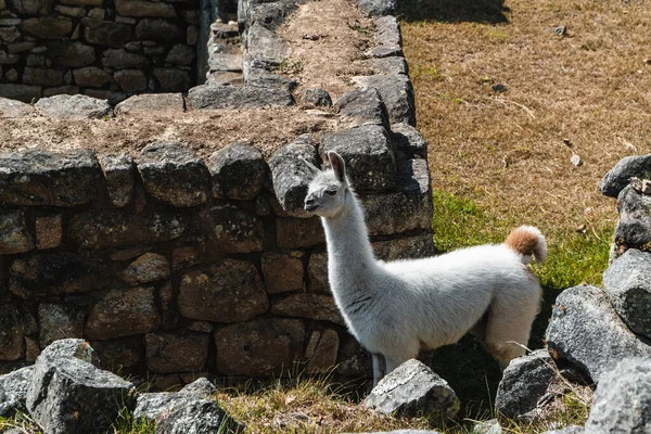 Lamy Starożytnych Ruinach Peru — Zdjęcie stockowe