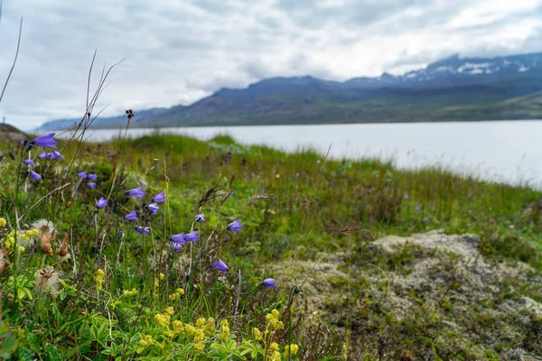Lila Blumen Auf Einem Hügel Mit Blick Auf Einen Fjord — Stockfoto