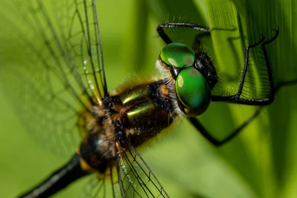 Primo Piano Una Testa Libellula — Foto Stock