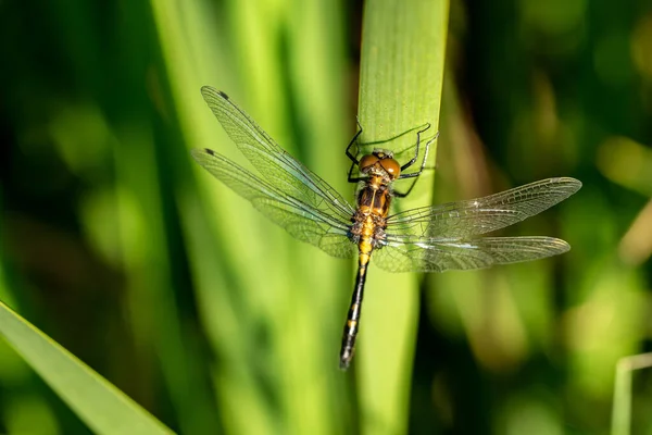 Libellula Verticale Una Canna Paludosa — Foto Stock