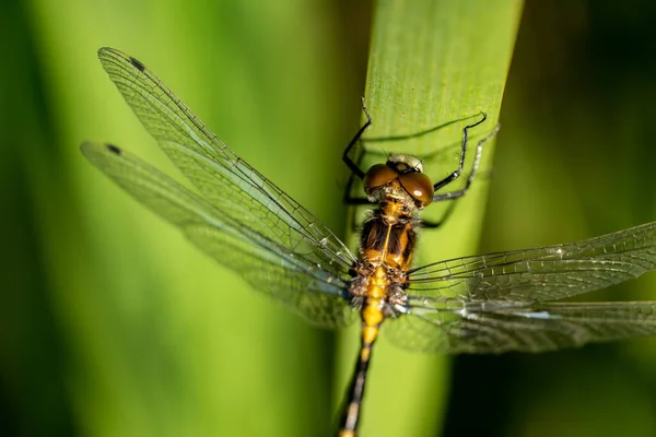 Dragonfly Sluiten Crop Reed — Stockfoto