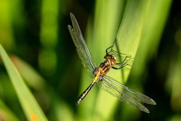 Dragonfly Een Wetland Reed — Stockfoto