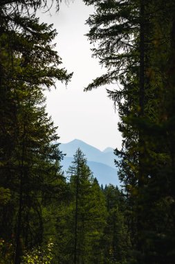 Sabah Dağ Manzarası Çam Ormanı 'ndan