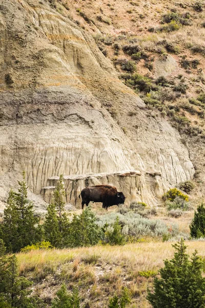 Theodore Roosevelt Ulusal Parkı Boyalı Kanyonunda Bizon