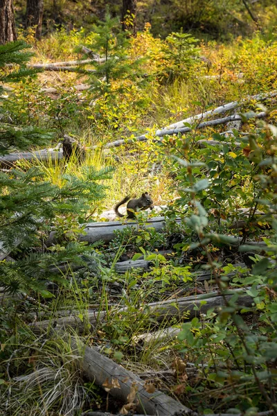 Wiewiórka Usiadła Pniu Lesie — Zdjęcie stockowe