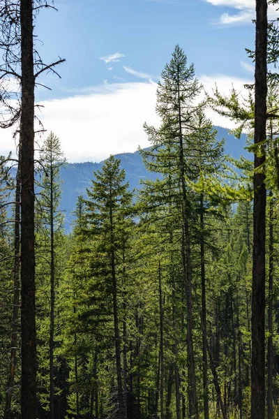 Tall Pine Trees in Front of Mountains in Glacier National Park