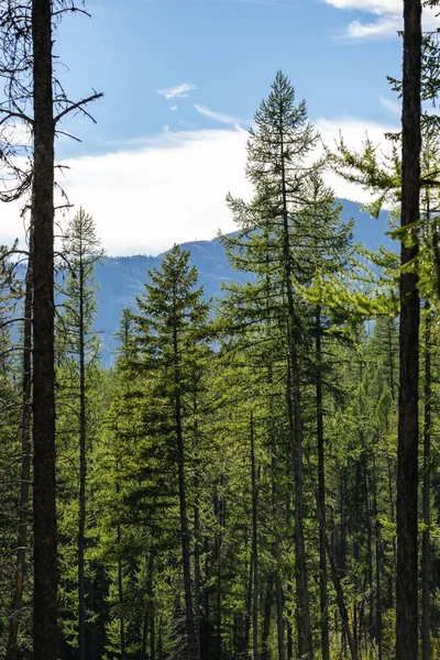 Buzul Ulusal Parkı 'ndaki Dağların Önündeki Uzun Çam Ağaçları