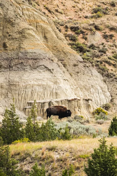 Bison Nel Canyon Dipinto Del Parco Nazionale Theodore Roosevelt Foto Stock