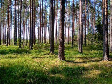 Havzadaki bataklık ormanı, 
