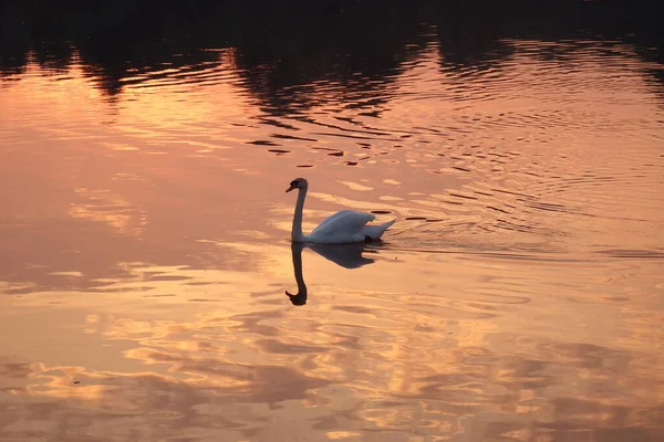 Swan Sunrise Branch Danube Belgrade Serbia — Stock Photo, Image