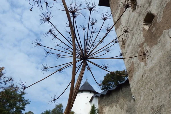 Pskov Pechora Manastırında Sonbahar Duvarlar Kuleler Bitkiler — Stok fotoğraf