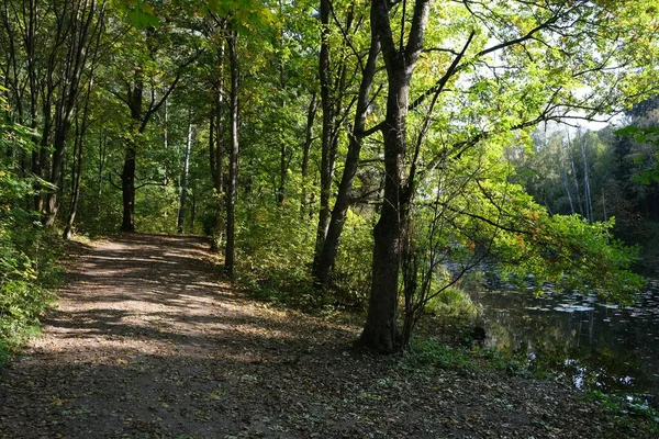 Parque Viejo Principios Otoño Osinovaya Roscha Norte San Petersburgo —  Fotos de Stock