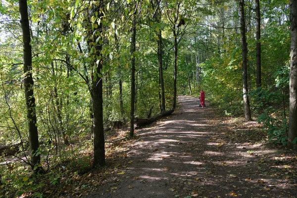 Parque Viejo Principios Otoño Osinovaya Roscha Norte San Petersburgo —  Fotos de Stock