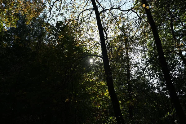 Oud Park Vroege Herfst Osinovaya Roscha Ten Noorden Van Sint — Stockfoto