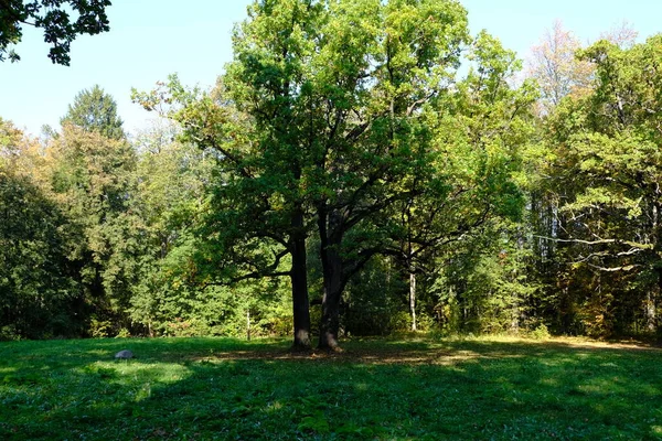 Eikenbomen Het Park — Stockfoto