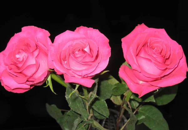 Trois Roses Roses Sur Fond Noir — Photo