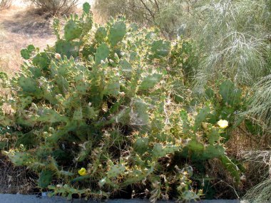 Kaktüs çiçeği, Ağustos, Portekiz, Algarve, Vila real de Santo Antonio