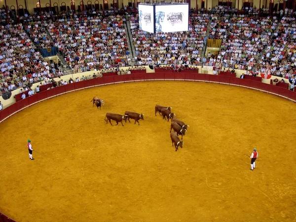 Tauromachie Portugaise Une Arène Lisbonne Portugal — Photo