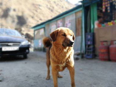 Dost köpek, özel görevler yerine sadece evcil hayvan olarak değil, aynı zamanda evcil hayvan olarak da eşlik eden, çalışmayan bir köpektir.
