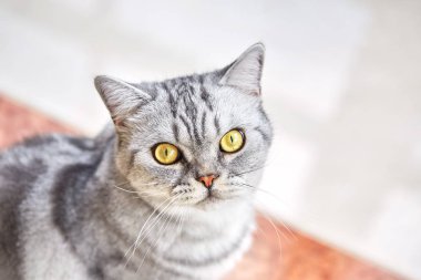 İngiliz kısa saç kedi yerde oturur ve kameraya benziyor. Portre. Kopya alanı, üstten görünüm