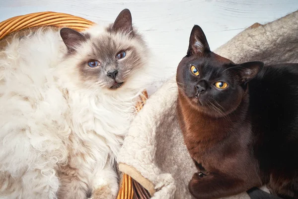 Two cats in wicker basket. Burmese cat and Sacred birma cat lying in a basket and looks at camera. Top view.