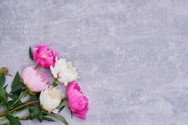 Güzel şakayık çiçekleri gri arka plan üzerinde. Alan, üstten görünüm kopyalayın. Tebrik kartı