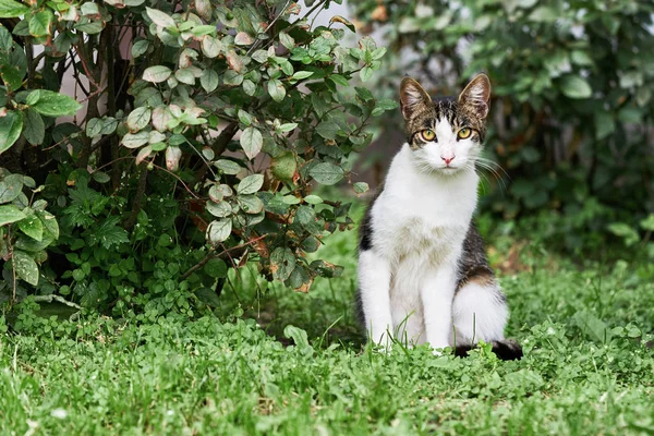 Chat Sans Abri Rayé Assoit Sur Herbe Regarde Caméra Animaux — Photo