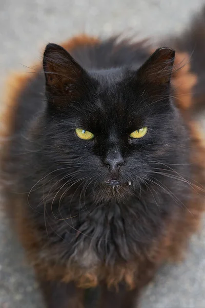 Porträt Einer Schwarzen Obdachlosen Katze Mit Beschnittenem Ohr Katze Blickt — Stockfoto