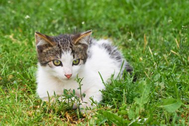 Küçük bir evsiz çizgili yavru kedi çim üzerinde yalan söylüyor. Evsiz hayvan.