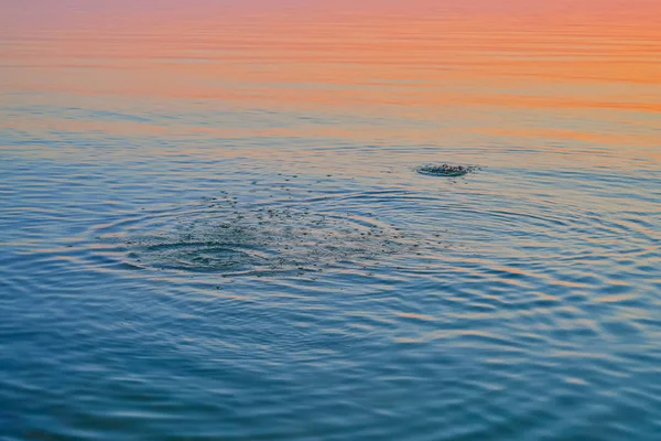 Mar Báltico Durante Belo Pôr Sol Salpicos Superfície Água Fundo — Fotografia de Stock