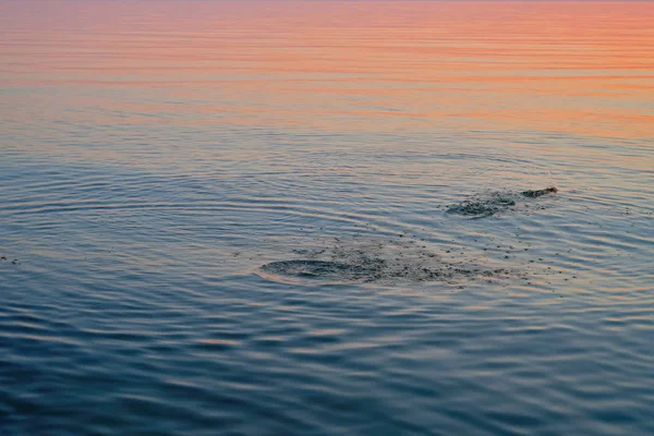 Mar Báltico Durante Pôr Sol Salpicos Superfície Água Fundo Natureza — Fotografia de Stock