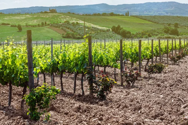 Toskana bağlar. Görünümü İtalya üzüm ve şarap alan. Bulut güneşli gün.
