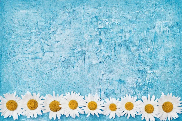 Summer background. White daisy border on blue background. Copy space, top view.